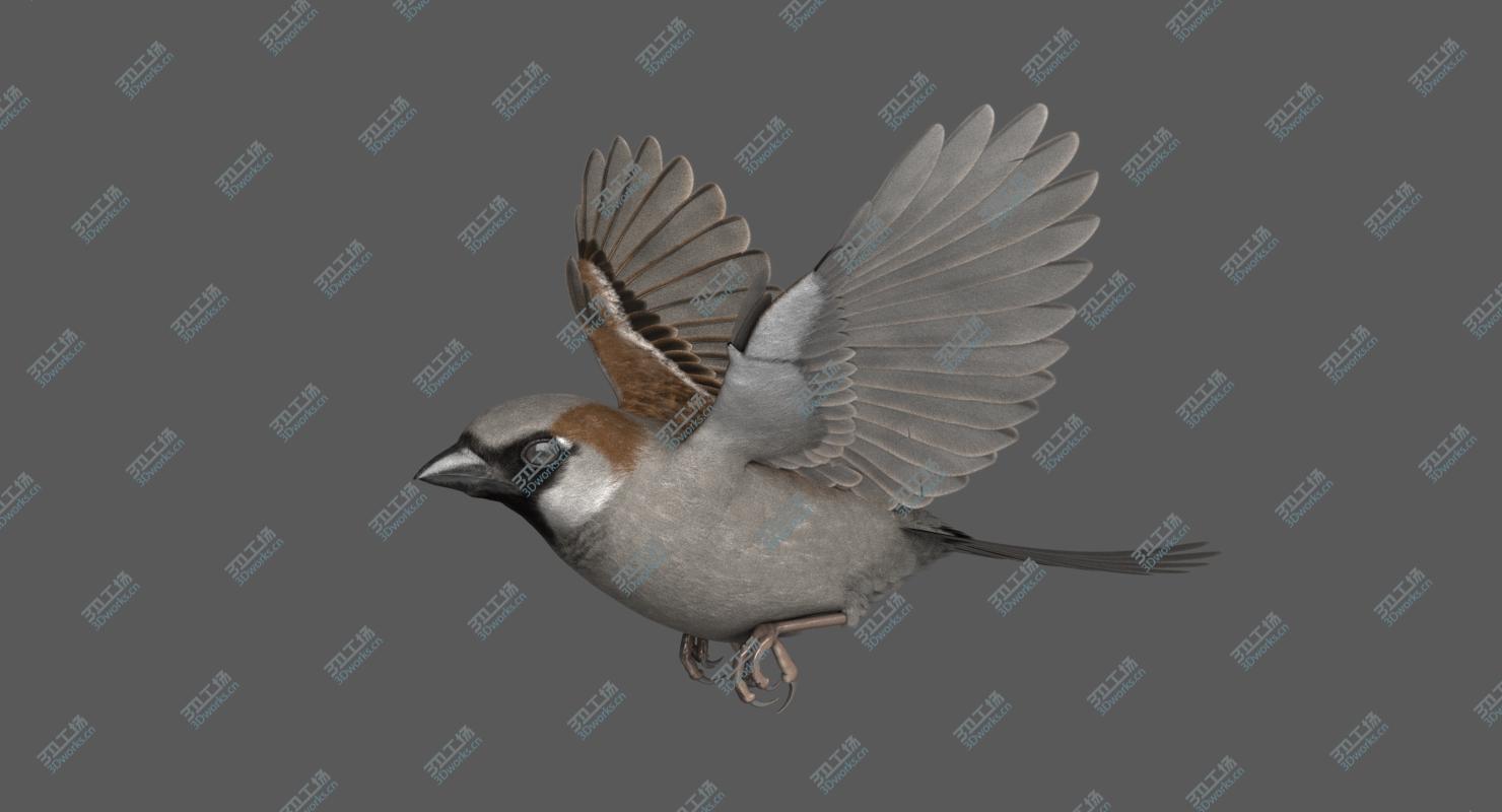 images/goods_img/202104021/3D House Sparrow Rigged/4.jpg